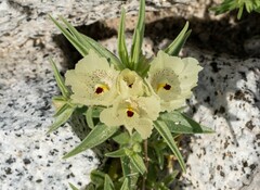 Mohavea confertiflora