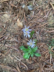 Aster panduratus