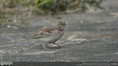 Calandrella dukhunensis