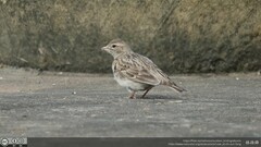 Calandrella dukhunensis