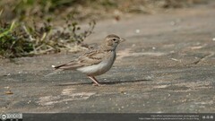 Calandrella dukhunensis