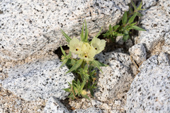 Mohavea confertiflora