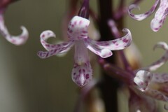 Dipodium pardalinum