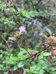 Abelia chinensis