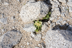 Mohavea confertiflora