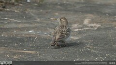 Calandrella dukhunensis