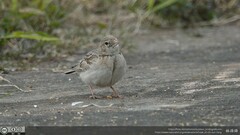Calandrella dukhunensis