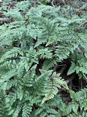 Davallia tyermannii
