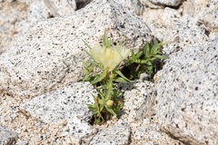 Mohavea confertiflora