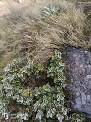 Brachyglottis bidwillii