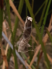 Phonognatha graeffei