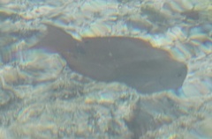 Acanthurus nigrofuscus