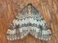 Operophtera occidentalis