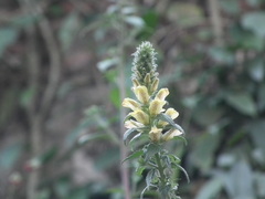 Lindenbergia philippensis