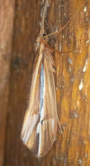 Psychoglypha