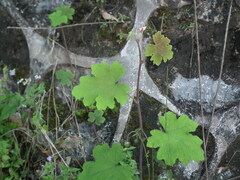 Rubus alceifolius