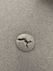 Latona deltoides