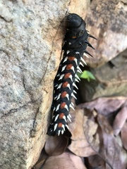 Bunaea alcinoe
