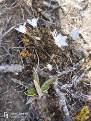 Wahlenbergia pygmaea