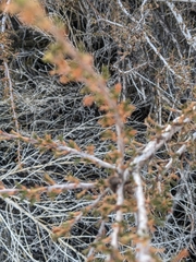 Purshia tridentata