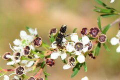 Scrobiger splendidus