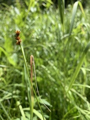 Carex pachystachya