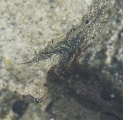 Palaemon debilis