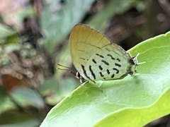 Drupadia ravindra