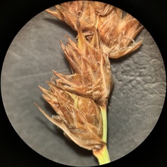 Carex pachystachya
