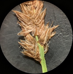 Carex pachystachya