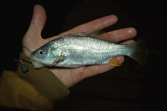 Bairdiella chrysoura