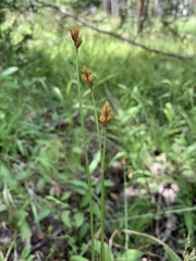 Carex microptera