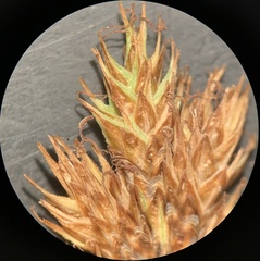 Carex microptera