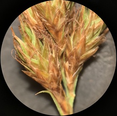 Carex microptera