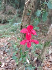 Asteranthera ovata