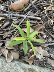 Alternanthera sessilis