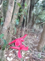 Asteranthera ovata