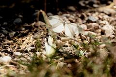 Dismorphiinae