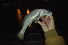 Menticirrhus americanus