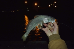 Menticirrhus americanus