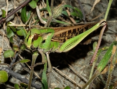 Locusta