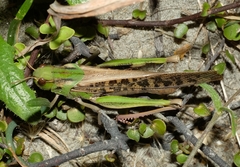 Locusta