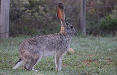 Lepus saxatilis