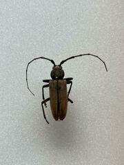 Enaphalodes hispicornis