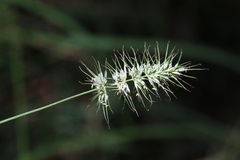 Echinopogon