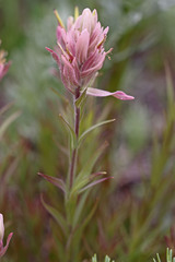Castilleja rhexiifolia