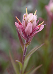 Castilleja rhexiifolia