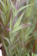 Castilleja rhexiifolia