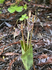 Scoliopus bigelovii