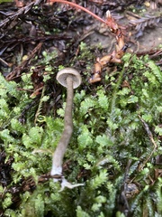 Myochromella boudieri